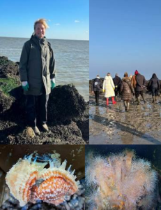 DES AN&Eacute;MONES DE MER AU ZOUTE :  EXCEPTIONNEL  !
